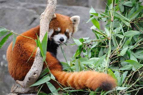 Red Panda — Stock Photo © Bedobedo 9712491