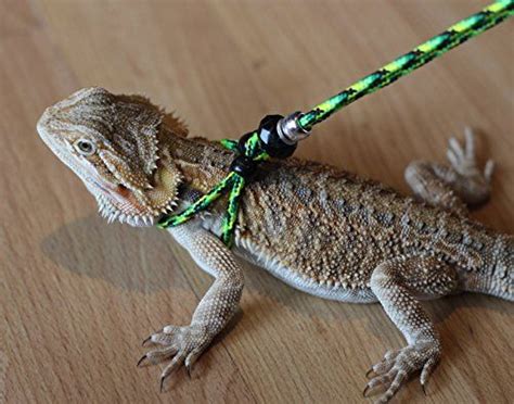 Top 5 reptiles for kids. 56 best images about Pets - Bearded Dragons on Pinterest ...