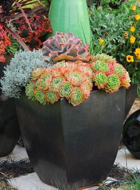 Think about what you want to look for, then place. Pin by Kristie Wurzburger on succulents | Beautiful ...