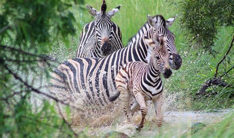 Zebra DNA Reveals 9 Different Kinds, Solves Mystery Of Extinct Quagga