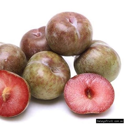 Dwarf Plum Mariposa Fruit Fruit Trees Plum