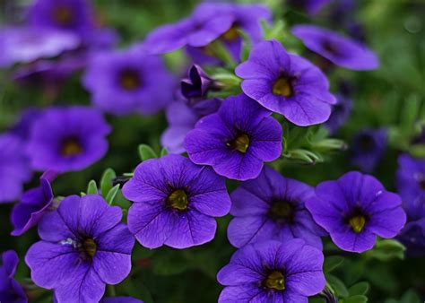 This is a lovely plant for gardens due to its glowers. Purple Flowers Wallpaper, Beautiful Purple Flowers ...