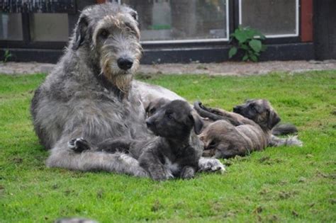 irish wolfhound puppies  sale wolfhound puppies irish wolfhound puppies wolfhound puppies