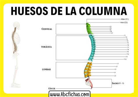 Anatomía Y Huesos De La Columna Vertebral
