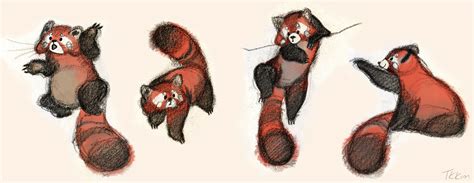 Red Panda Character Design Sketches Рисунки животных Красные панды