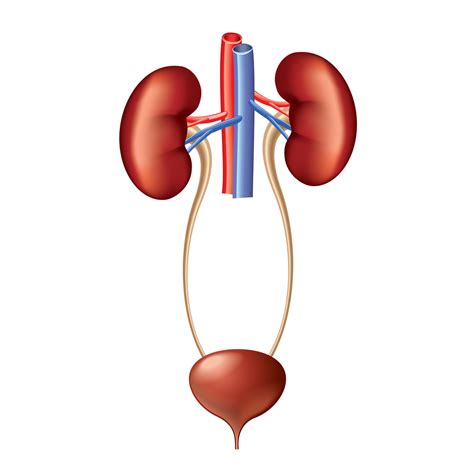 Organ System Overview The Urinary System Diagram Quizlet