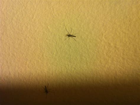 New Westminster Bc Tiny Bugs All Over Living Room Wall No Wings