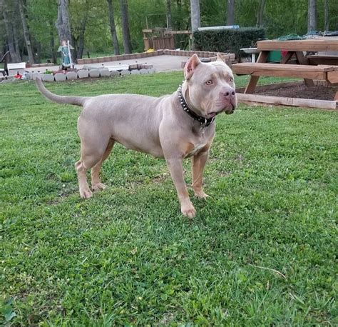 Get yours through lancaster puppies. American Bully Puppies For Sale | Dobson, NC #285971