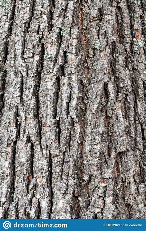 Rough Bark On Old Trunk Of Linden Tree Close Up Stock Photo Image Of