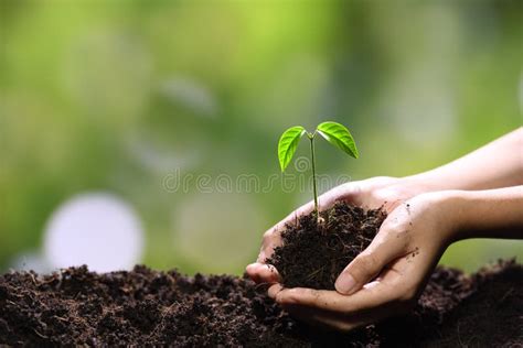 Hands Holding And Caring A Green Young Plant Stock Photo Image Of