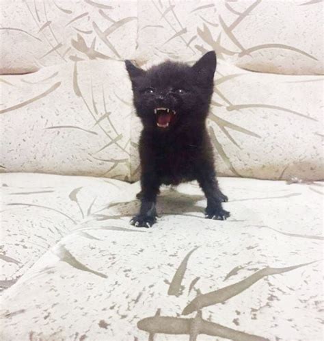 25 Adorable Kittens That Were Born Angry Bouncy Mustard
