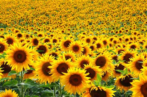 Aceite De Girasol Propiedades Beneficios Y Su Valor Nutricional Bioguia