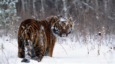 Tiger On A Snow Field Hd Wallpaper Background Image 1920x1080 Id
