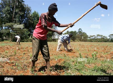 Kenya Young Men Planting A Maize Field Near Eldoret Stockfoto