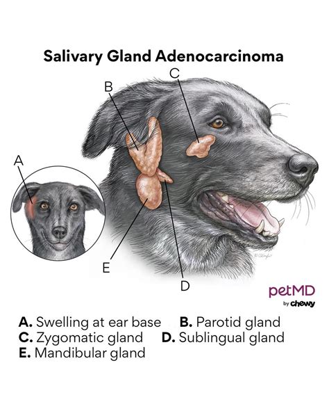 Does All Over Swollen Lymph Nodes In Dogs Mean Cancer