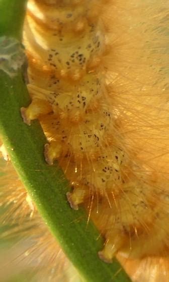 Large Fuzzy Blonde Haired Caterpillar Estigmene Acrea Bugguide Net