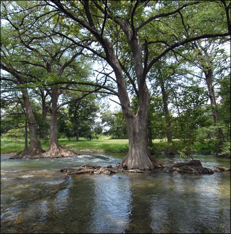 Maybe you would like to learn more about one of these? The Laurel Tree Utopia Texas