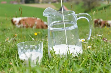 Milk And Cows Stock Image Image Of Ecologic Country 40363917