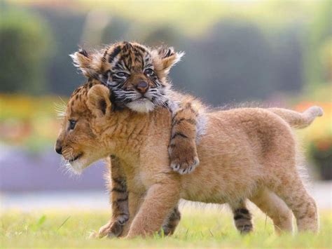 Pictures Of Cute Tiger Cubs