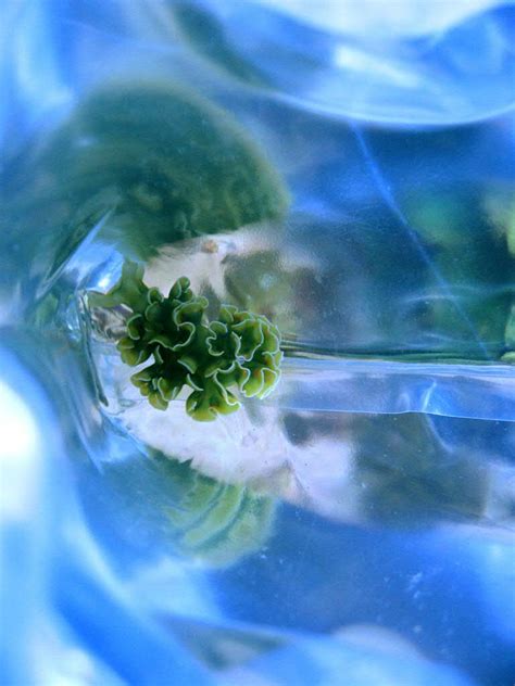 Green Lettuce Nudibranch Crawling At The Bottom Of The Bag Flickr