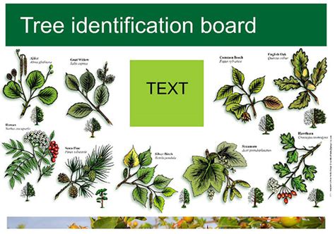 Tree Identification Board On Behance