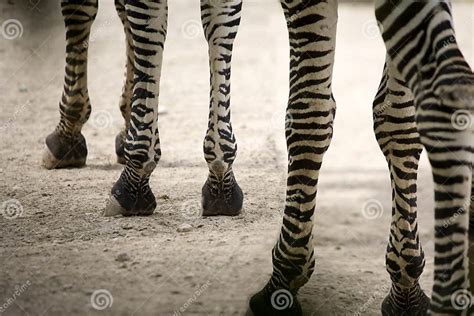 Zebra Legs Stock Photo Image Of Wild Lots Looking 11233776
