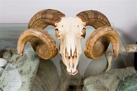 Ramskull001l 768×511 Ram Skull Animal Skulls Skull Art