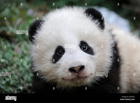 Giant Panda Ailuropoda Melanoleuca Baby Aged 5 Months Wolong Nature