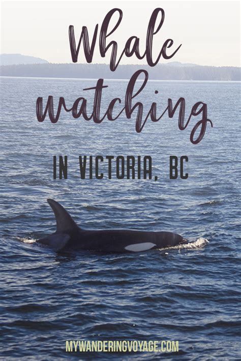 Whale Watching In Victoria Bc My Wandering Voyage