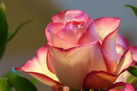 Цветы Розы Показать Картинки Telegraph