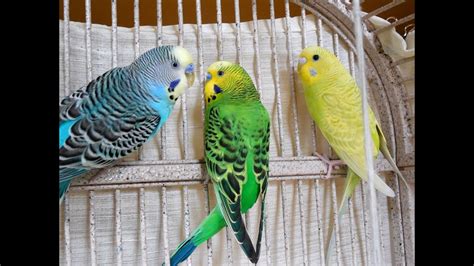 Great Parakeets Budgies Chirping For Lonely Budgies Talking Kissing