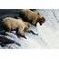 Grizzly Bears Fishing  Stock Image Z927/0145 Science Photo Library