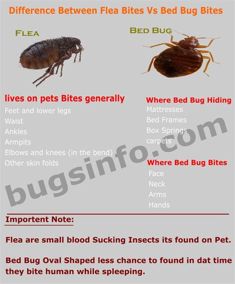 Flea Bites Vs Bed Bug Bites Find The Real Difference Between Them