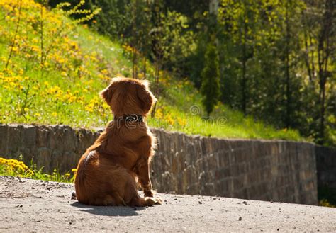 Dog Waiting For The Owner Stock Photo Image Of Rear 55747266