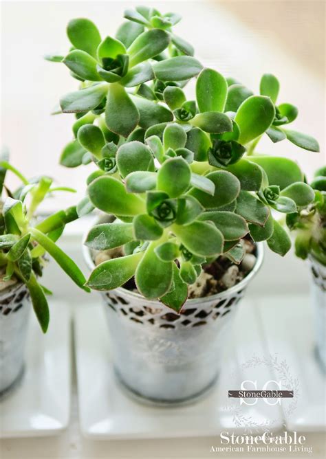 Here are quick tips to keep your houseplants happy and healthy. SUCCULENTS... CARE OF A TRENDY PLANT - StoneGable