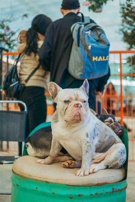 What Are French Bulldog Hives How To Treat Them —