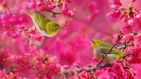 Birds And Flowers Desktop Wallpapers Top Free Birds And Flowers