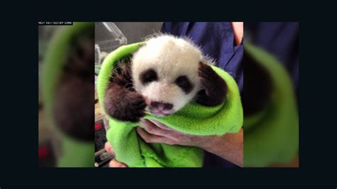 Zoo Atlantas Baby Pandas Get Cute Cnn