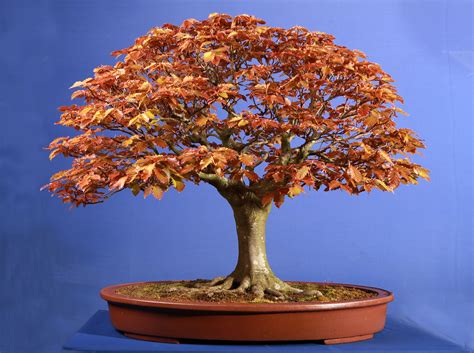 Copper Beech Blog Bonsai Bonsai Tree Tree