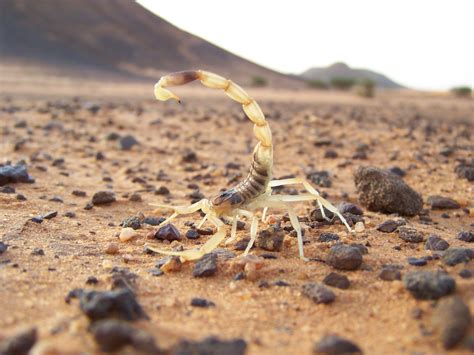 Yes There Is A Real Scorpion Called A Deathstalker It Can Be Found In