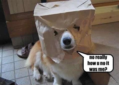 Really Funny Pictures Of Dogs Funny Collection World