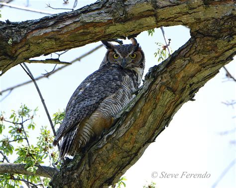 Natural World Through My Camera Great Horned Owl And Owlets