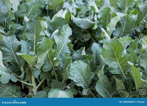 Broccolini Plant In Field Broccoli Growing In Vegetable Garden Stock