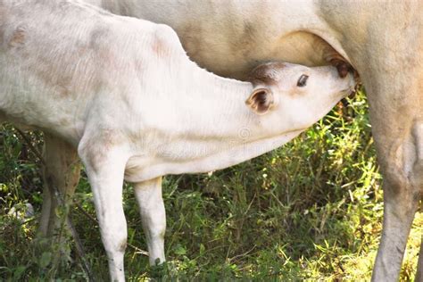 Calf Drinking Milk From Cow S Udder Stock Photo Image Of Mammal