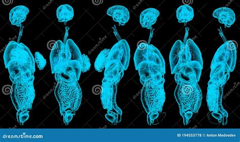 12 X Ray Hologram Renders Of Male Body With Skeleton And Internal