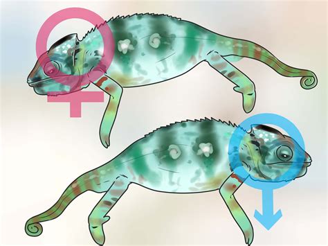 How To Tell If A Chameleon Is Male Or Female 13 Steps