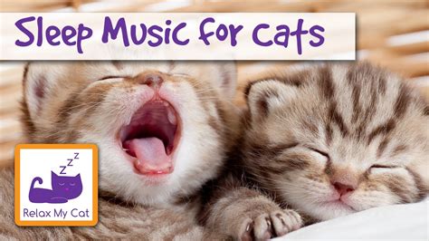 Relax My Cat 45 Minutes Of Music For Cats Youtube