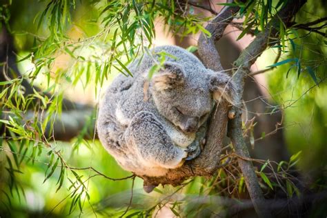 30 Adorable Photos Of Koalas Sleeping On Trees Best Photography Art