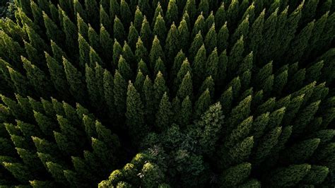 Drone View Of Evergreen Forest