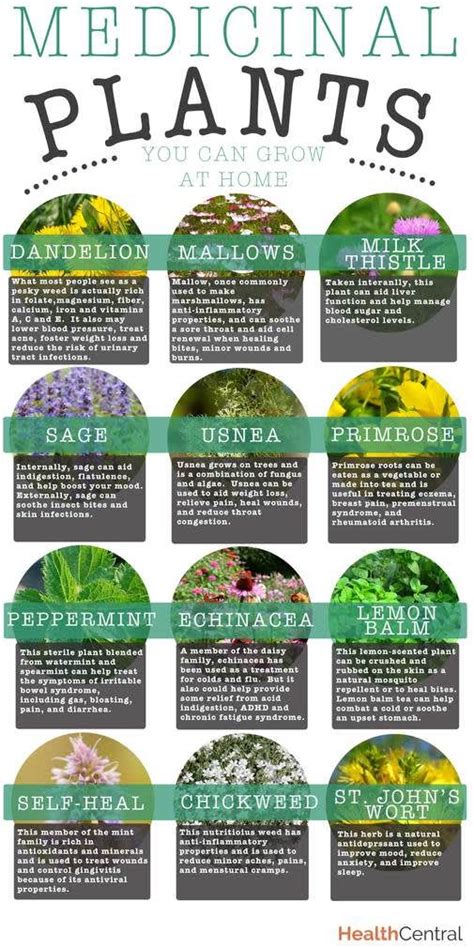 Healing Plants Herbal Teas Ayurvedic Herbs Holistic Healing Natural